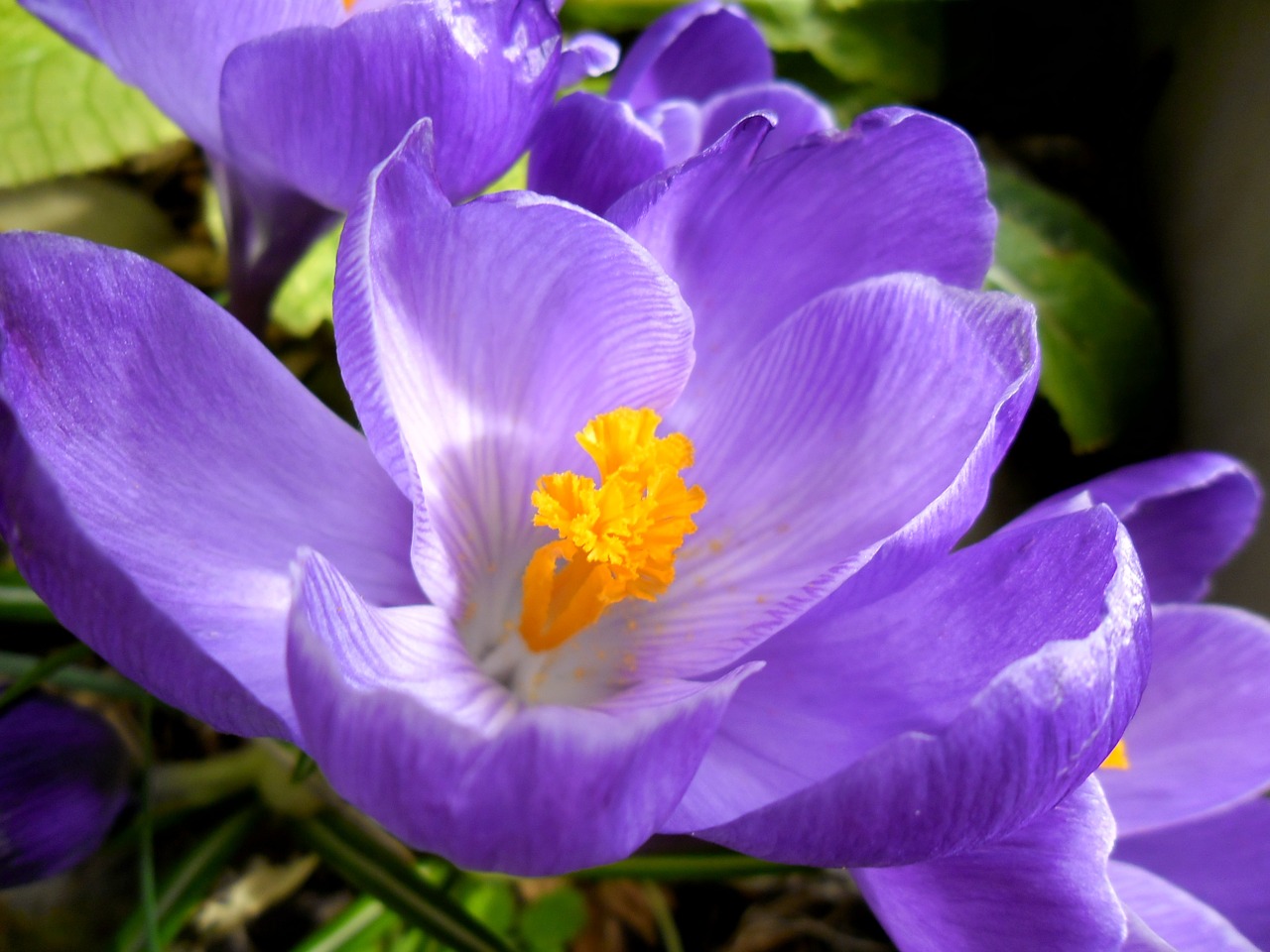 crocus flowers spring free photo