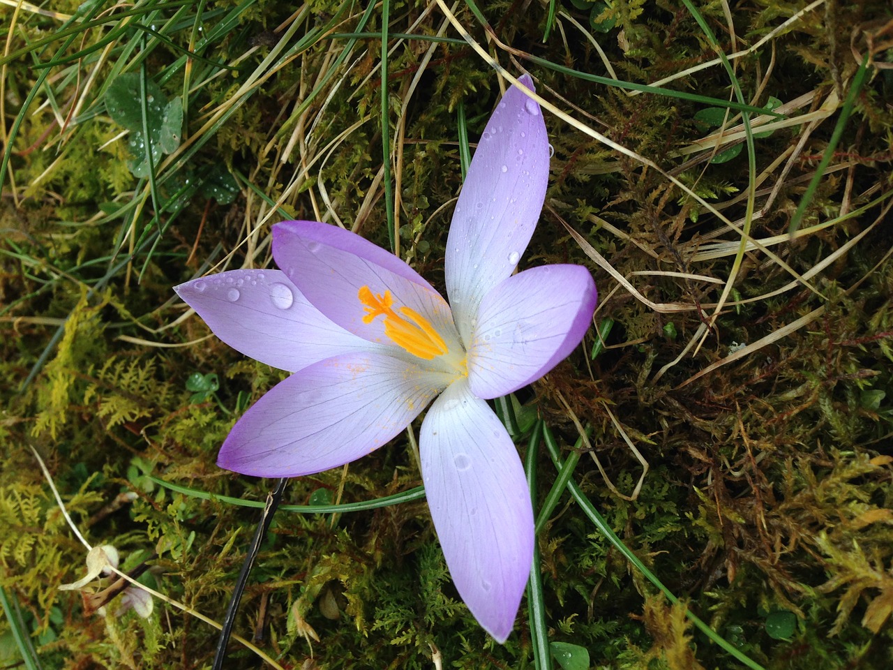 crocus flower spring free photo