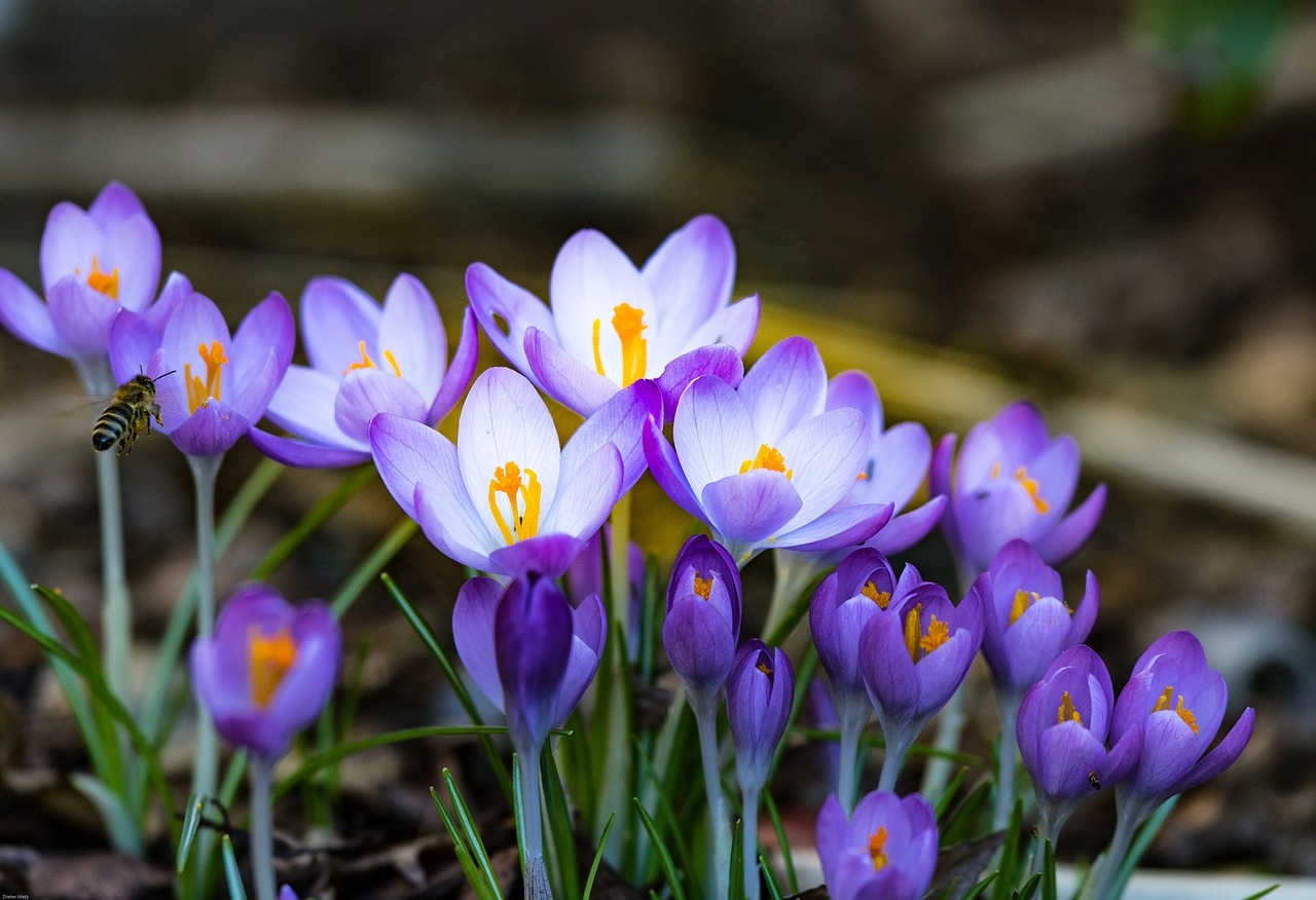 crocus spring bee free photo