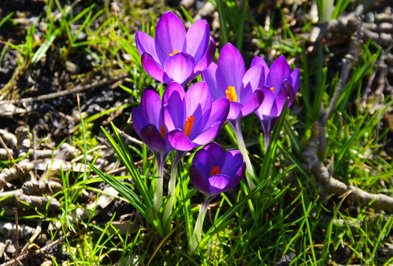 crocus flower spring free photo