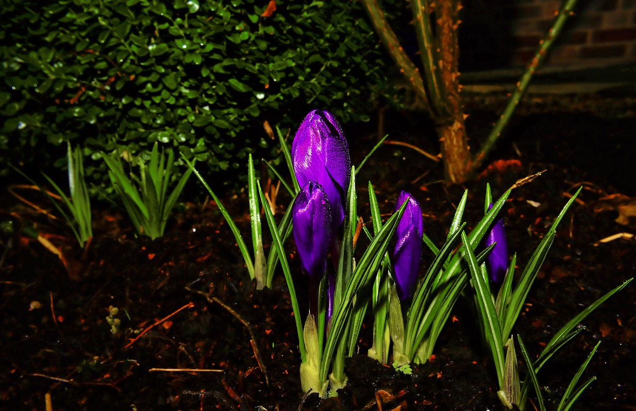 crocus blossom bloom free photo