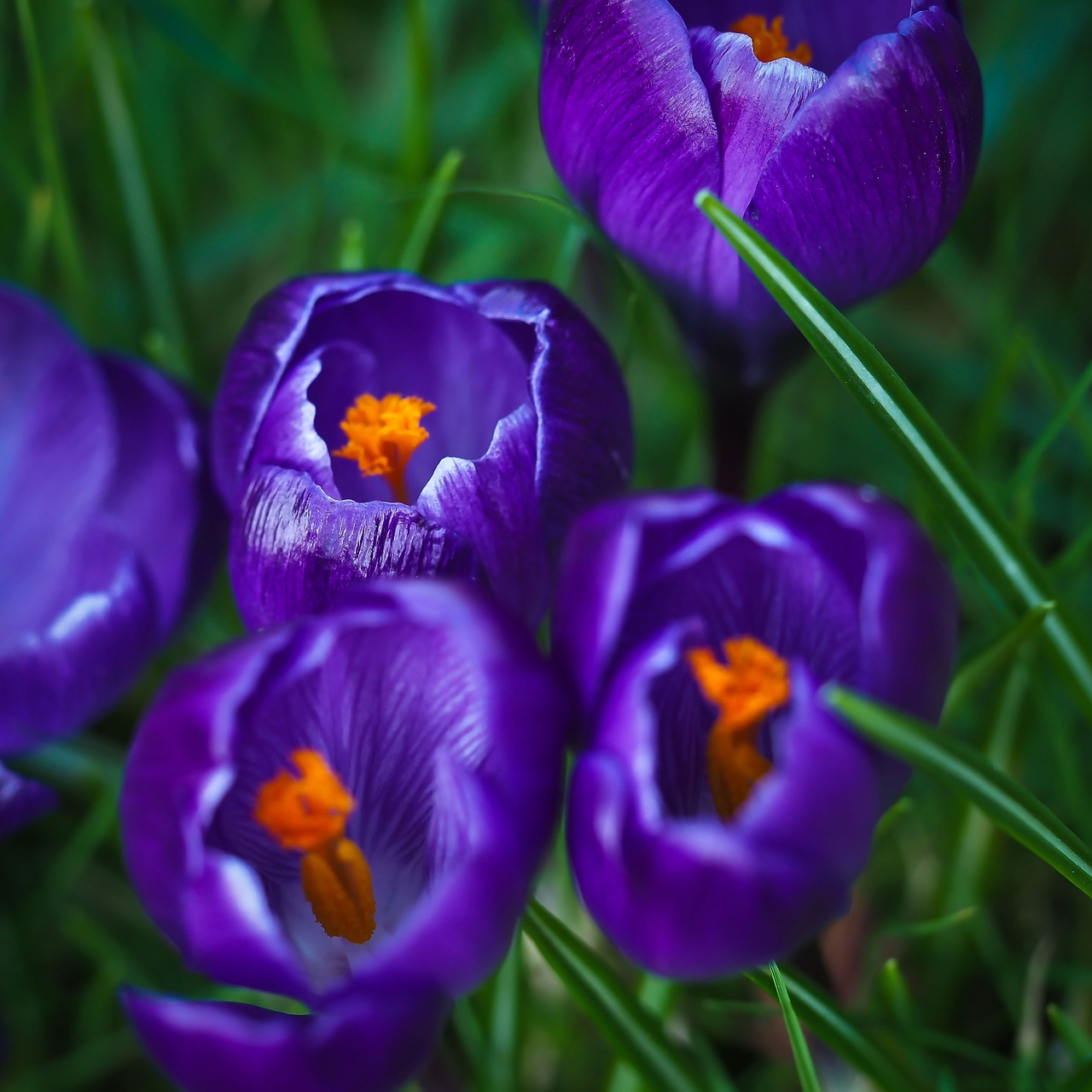 crocus spring flower free photo