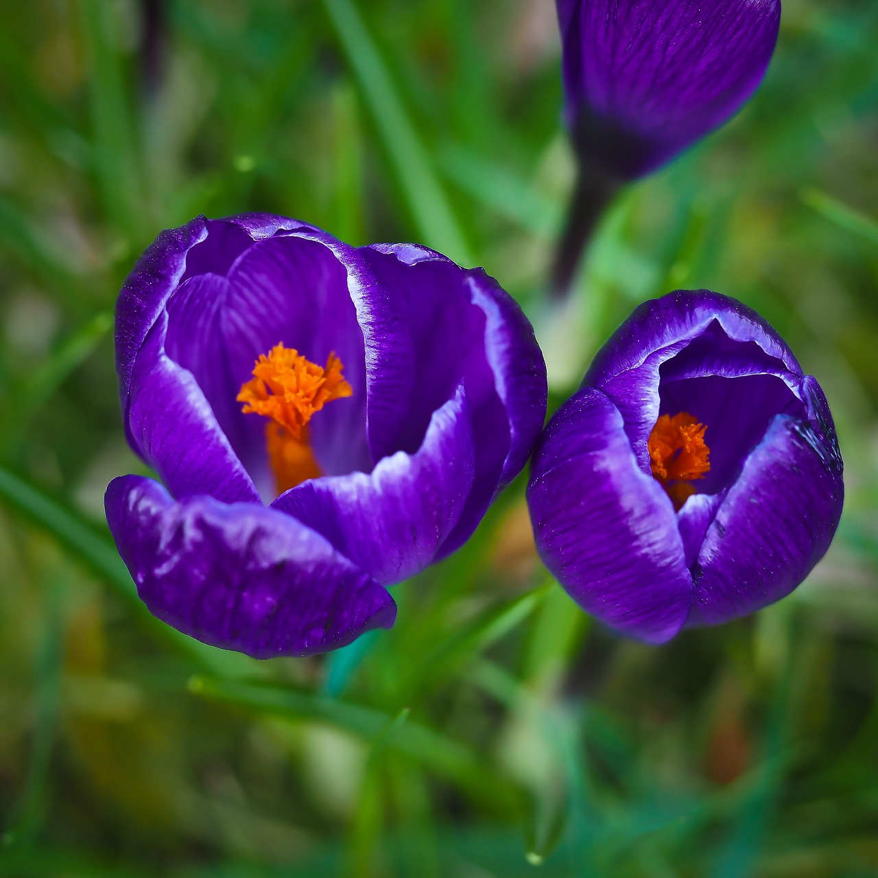 crocus spring flower free photo