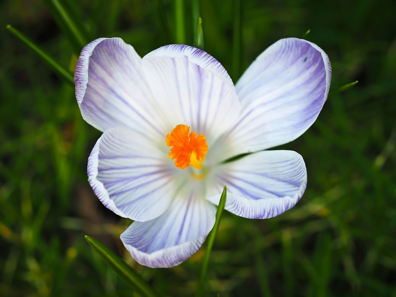 crocus spring flower free photo