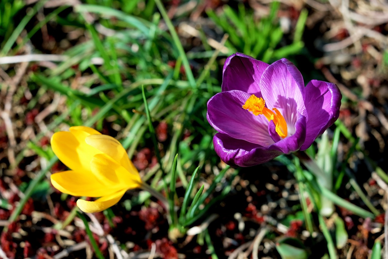 crocus pink yellow free photo