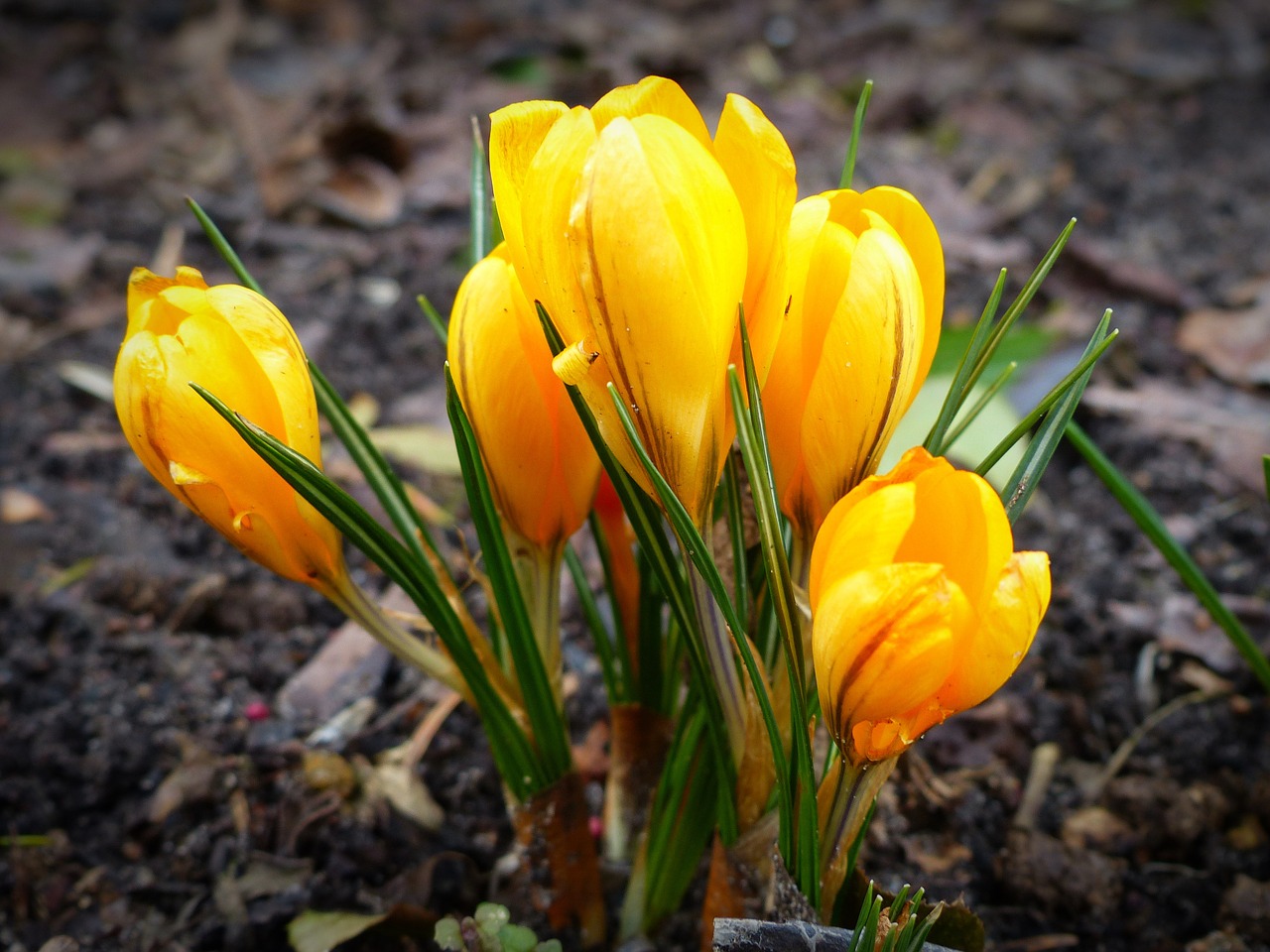 crocus flower plant free photo