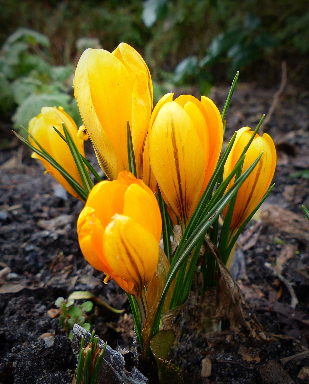 crocus flower plant free photo