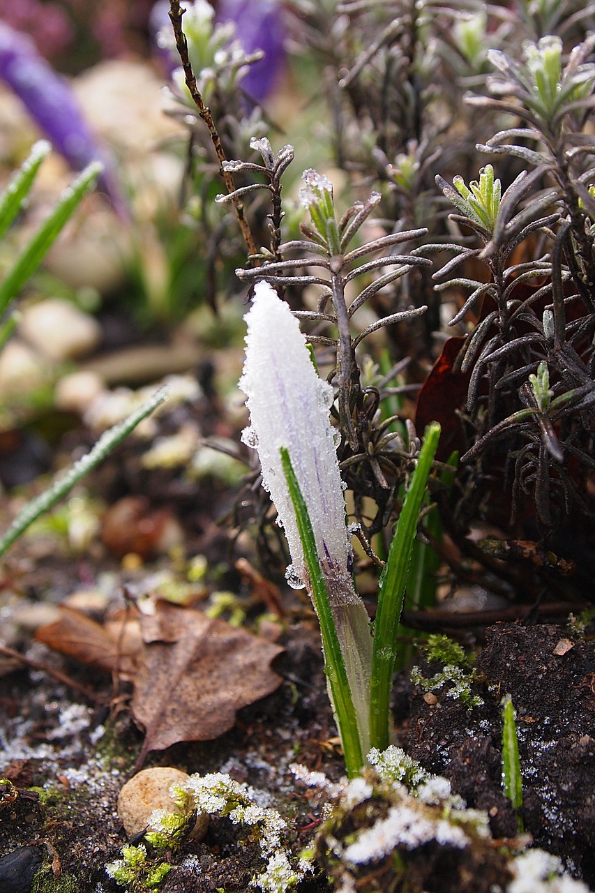 crocus frozen ripe free photo