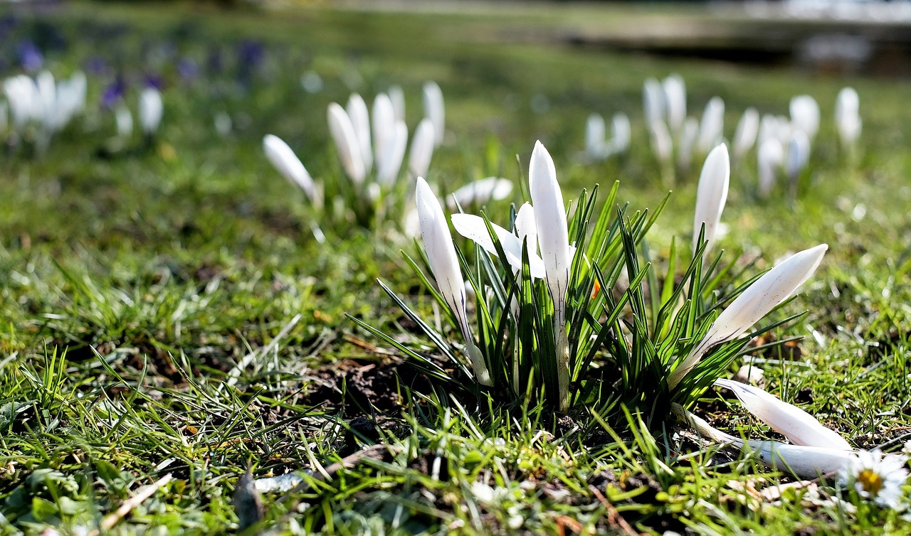 crocus white bloom free photo