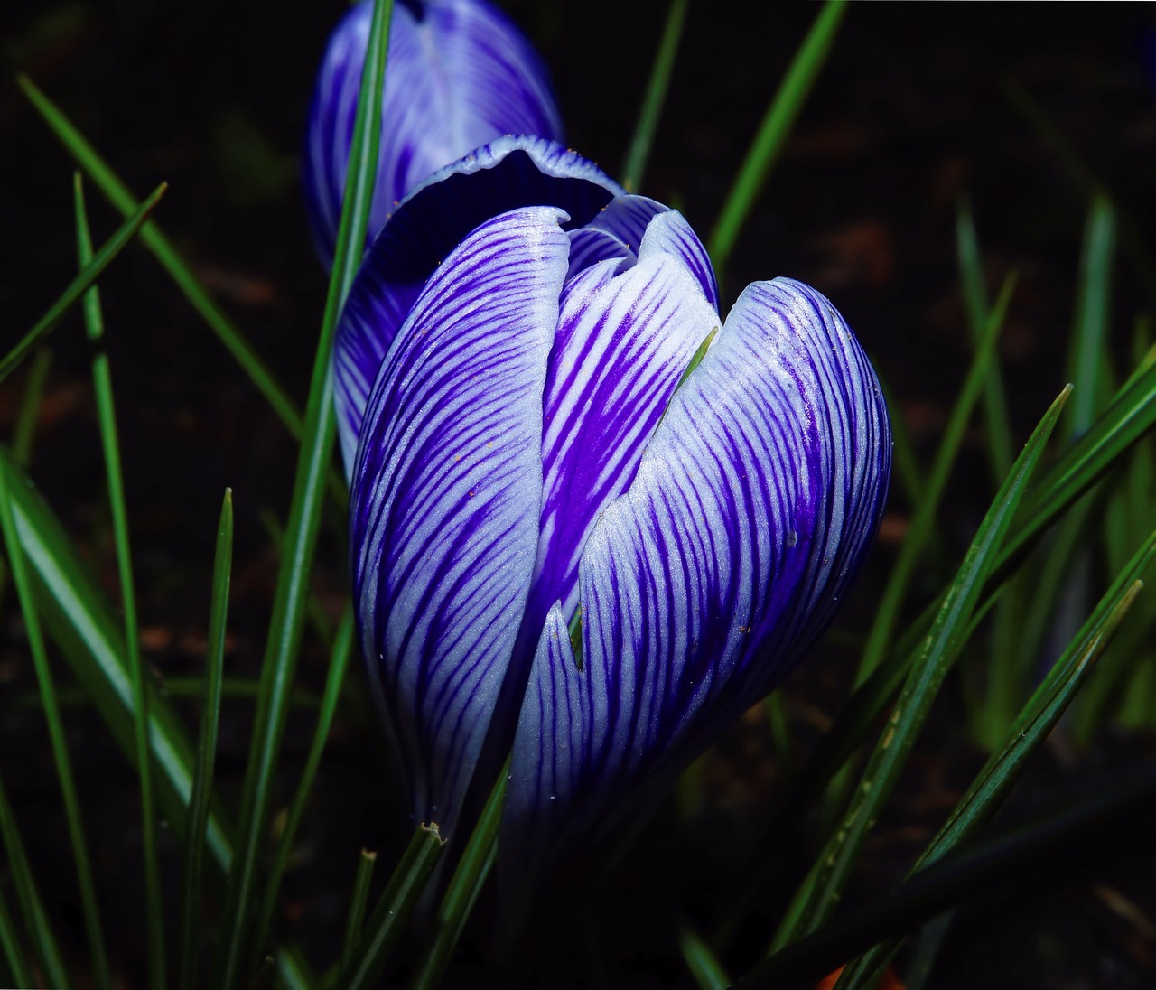 crocus close blue and white striped free photo