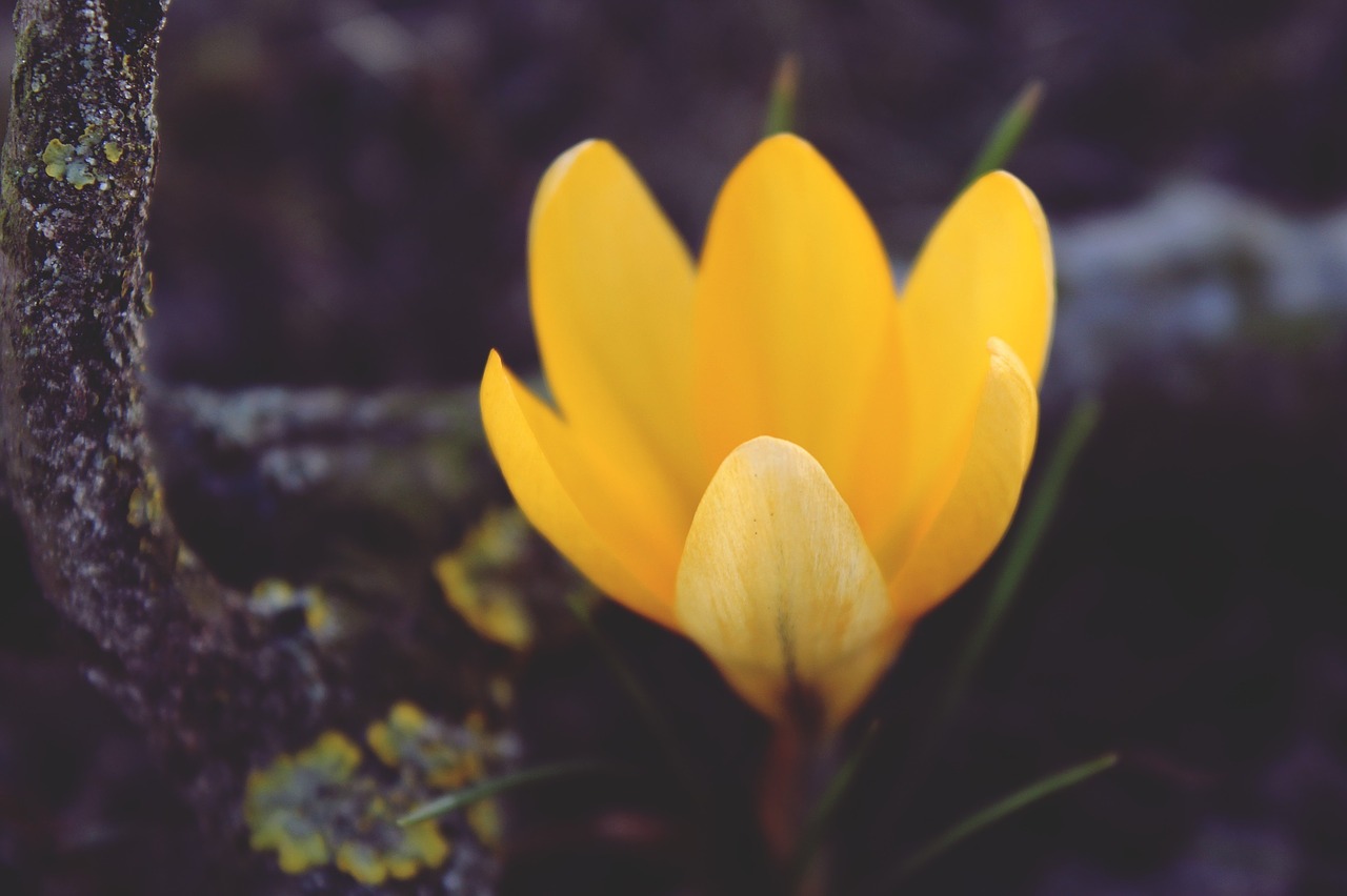 crocus yellow flower free photo