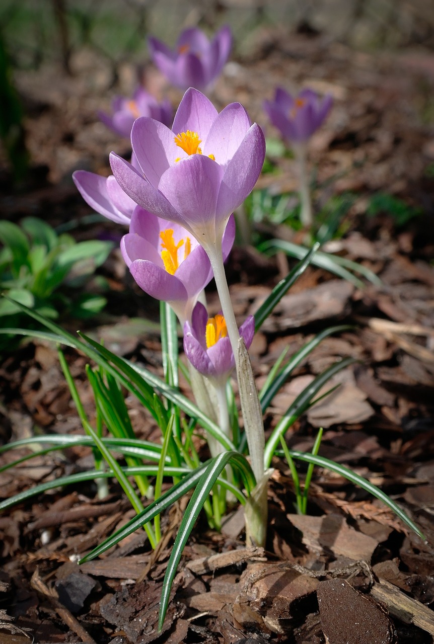 crocus flower spring free photo