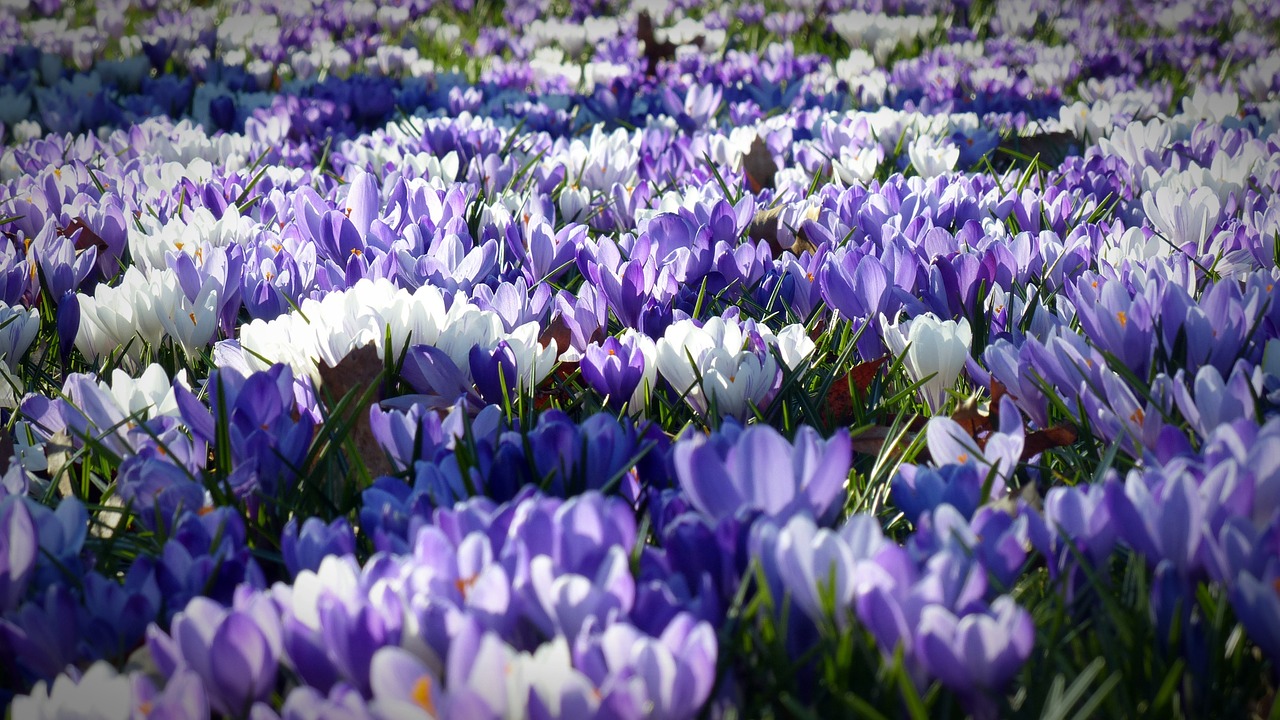 crocus garden flowers free photo