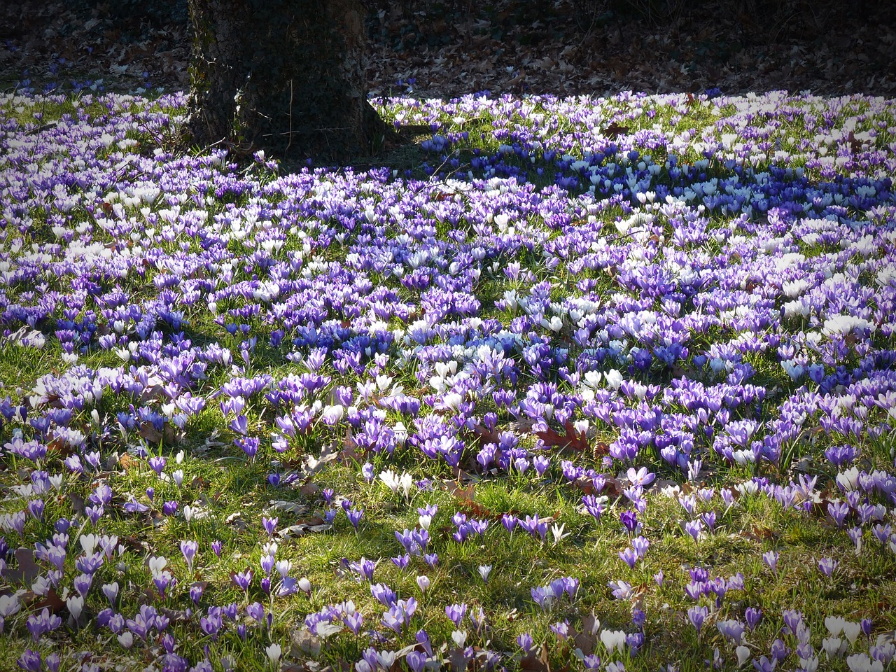 crocus garden flowers free photo