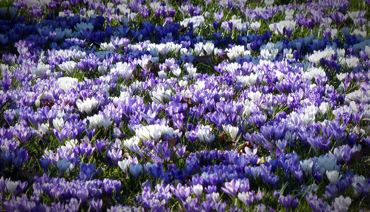 crocus garden flowers free photo