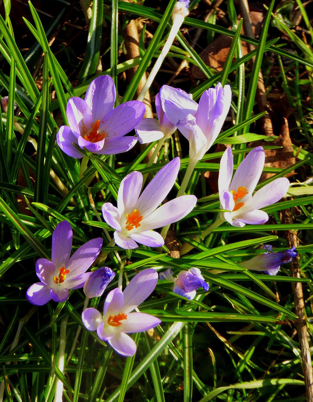 crocus flowers spring flower free photo