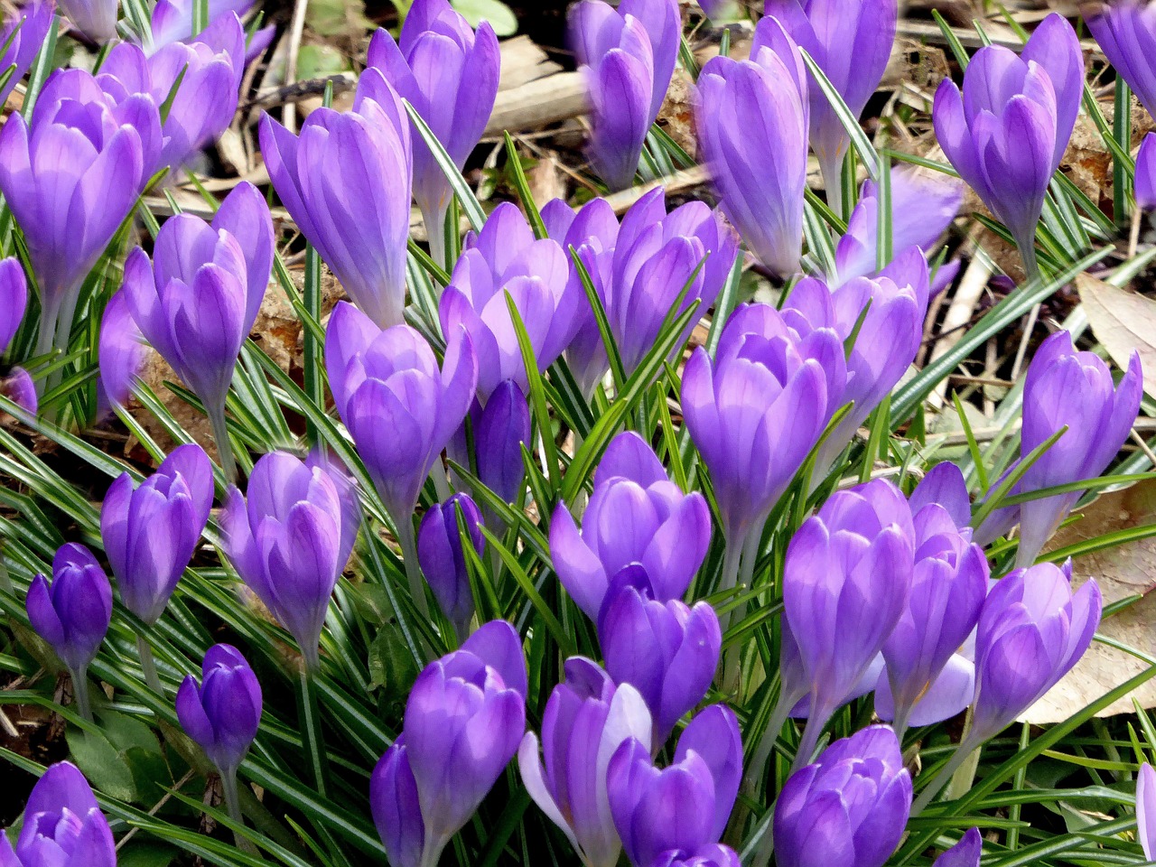 crocus purple early bloomer free photo