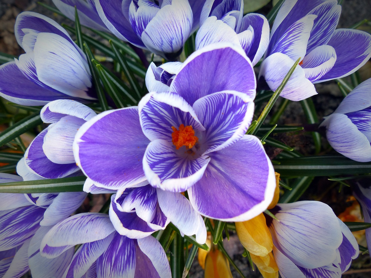 crocus flower spring free photo