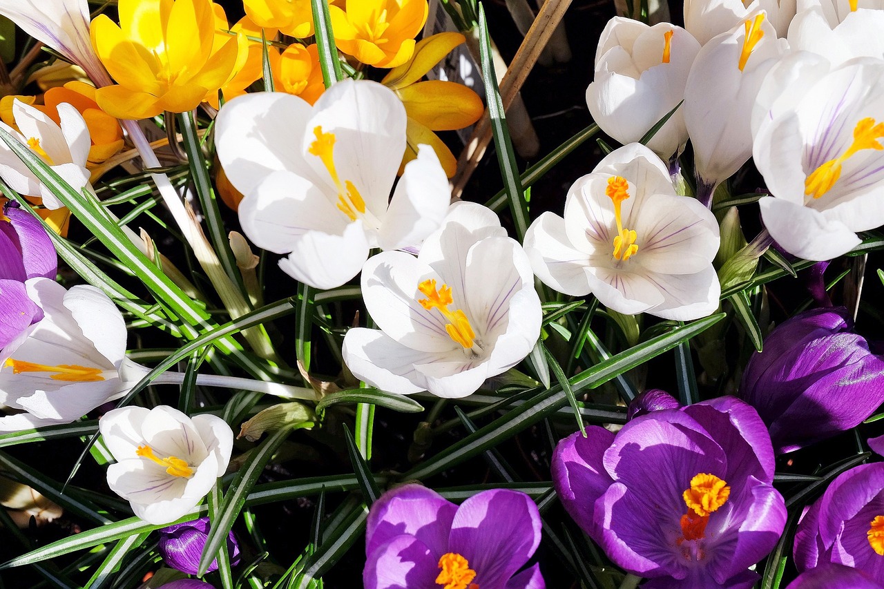 crocus flowers bloom free photo