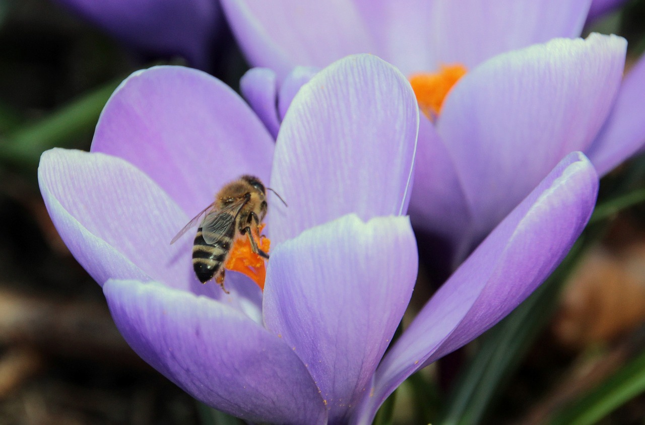 crocus harbinger of spring purple free photo