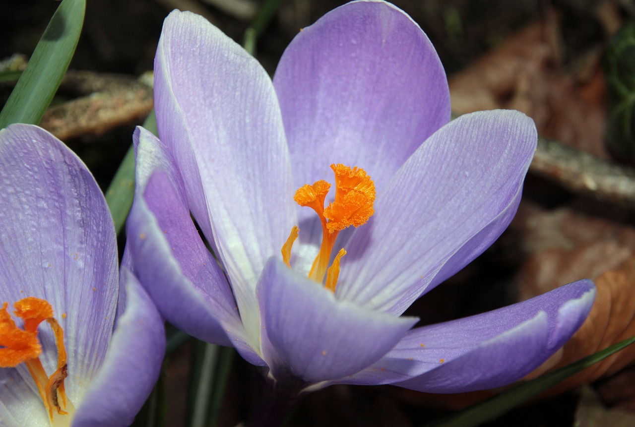 crocus harbinger of spring purple free photo