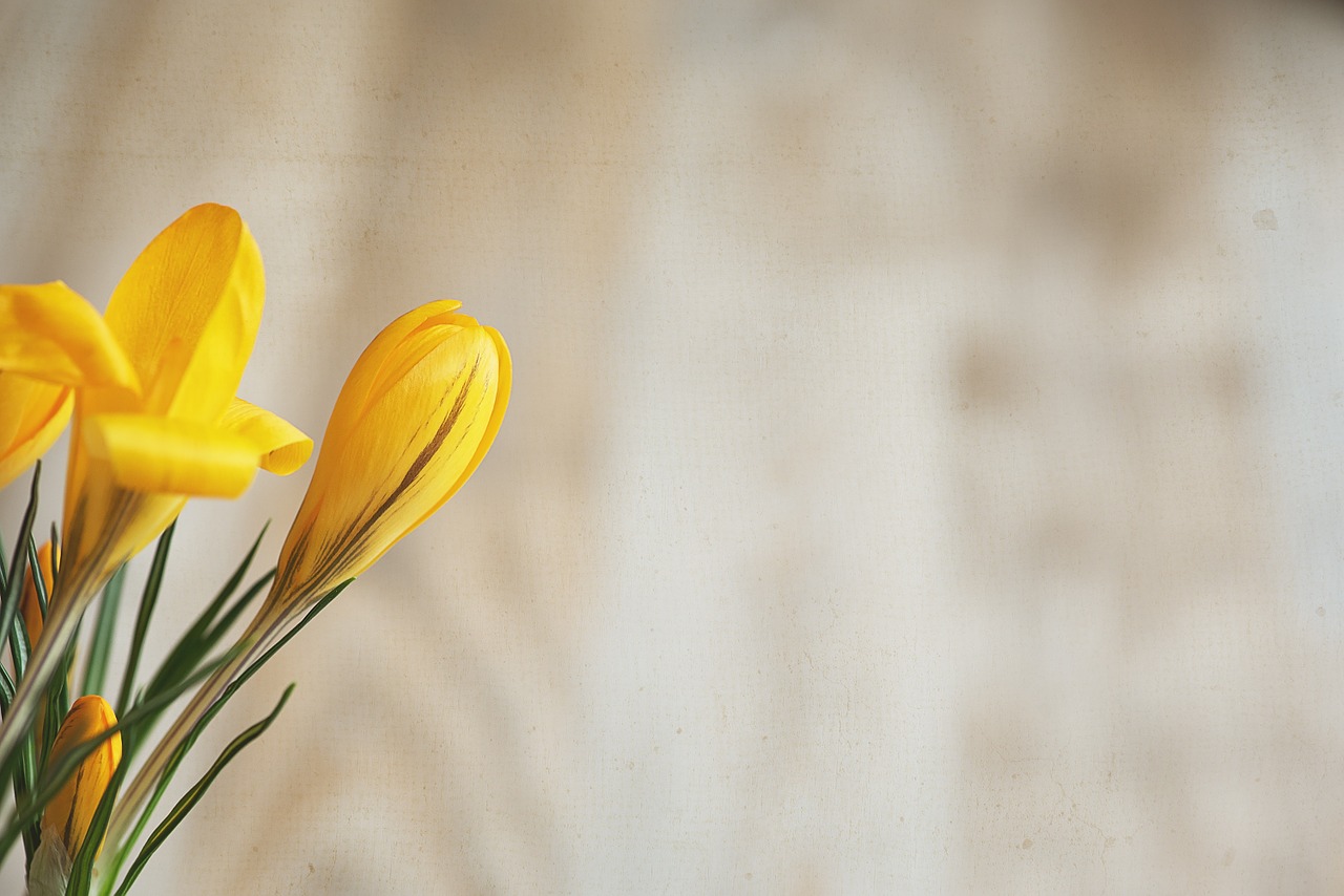 crocus flower flowers free photo