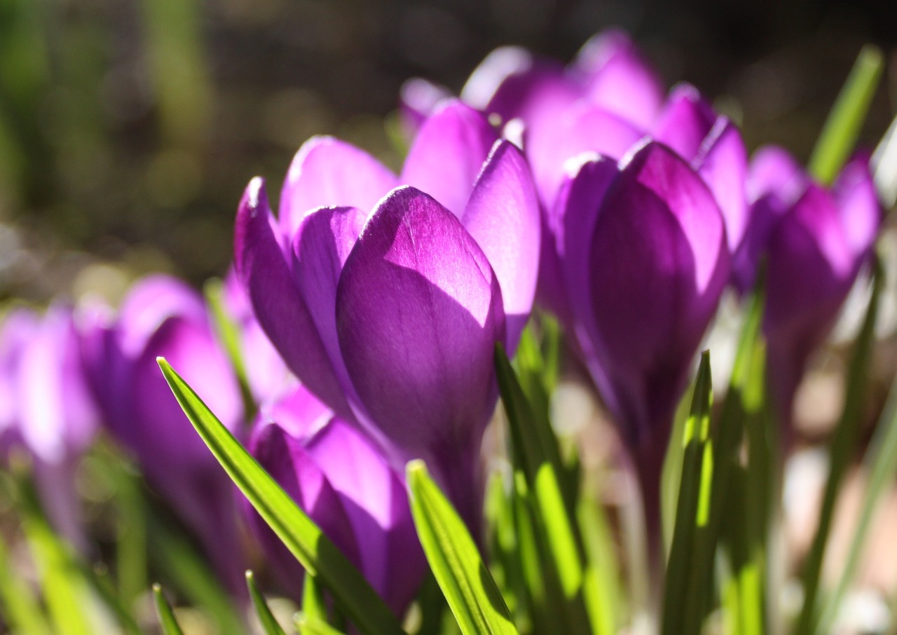 crocus violet spring free photo