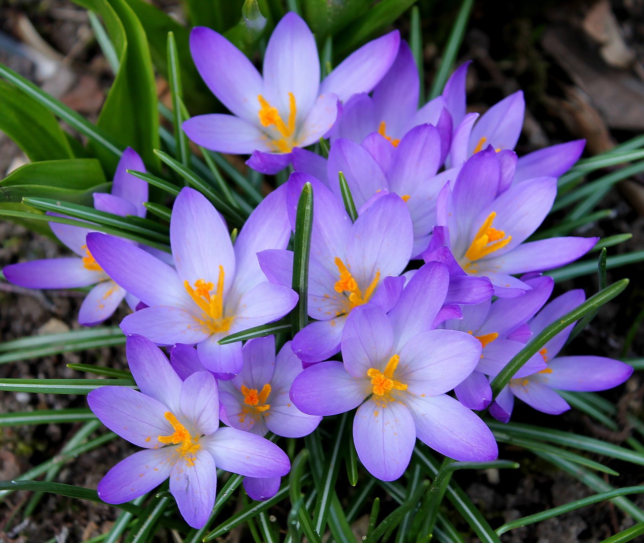 crocus purple beautiful free photo