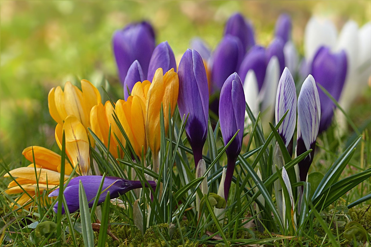 crocus flower spring flower free photo