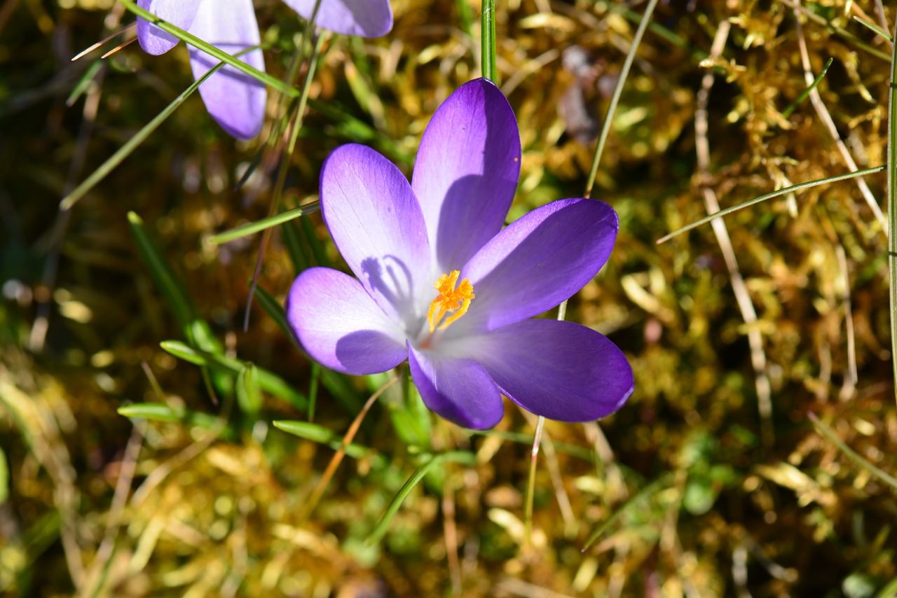 crocus violet blossom free photo