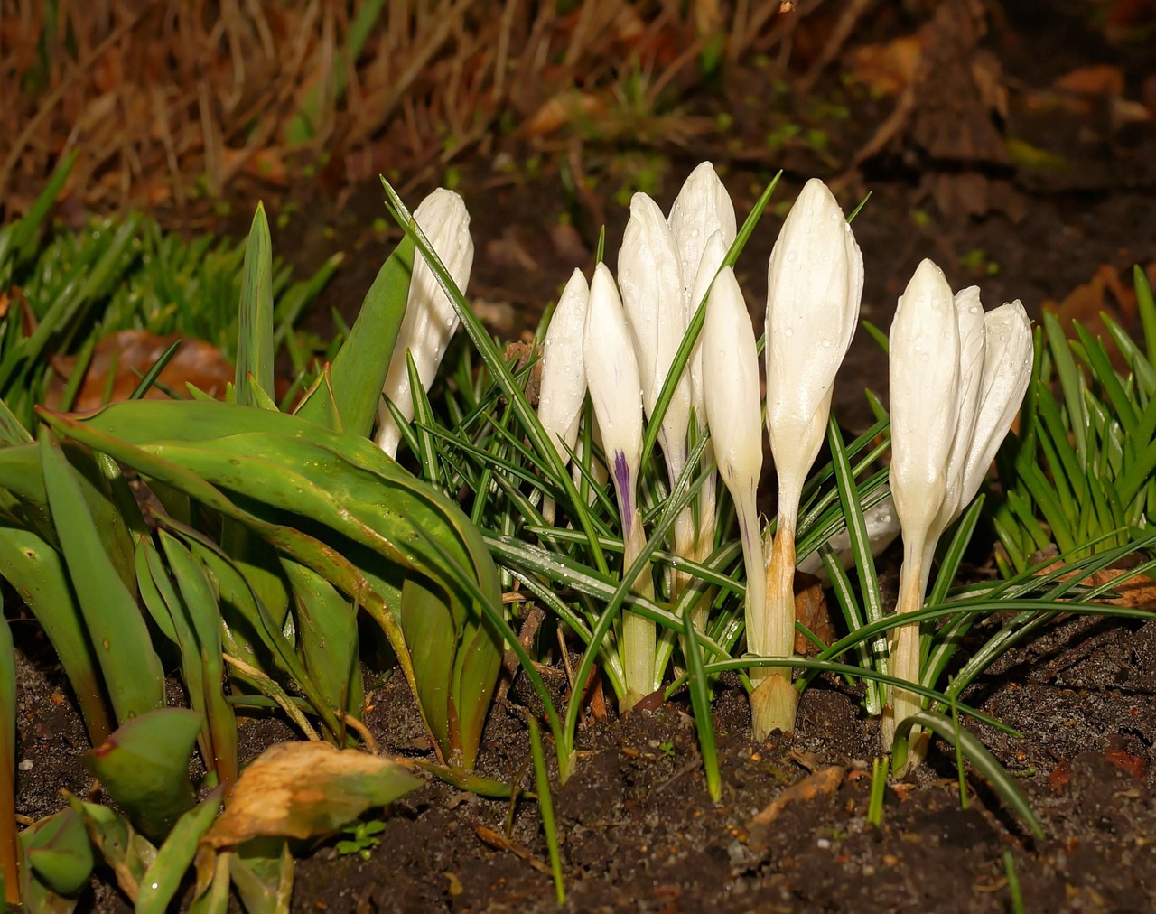 crocus flowers bloom free photo