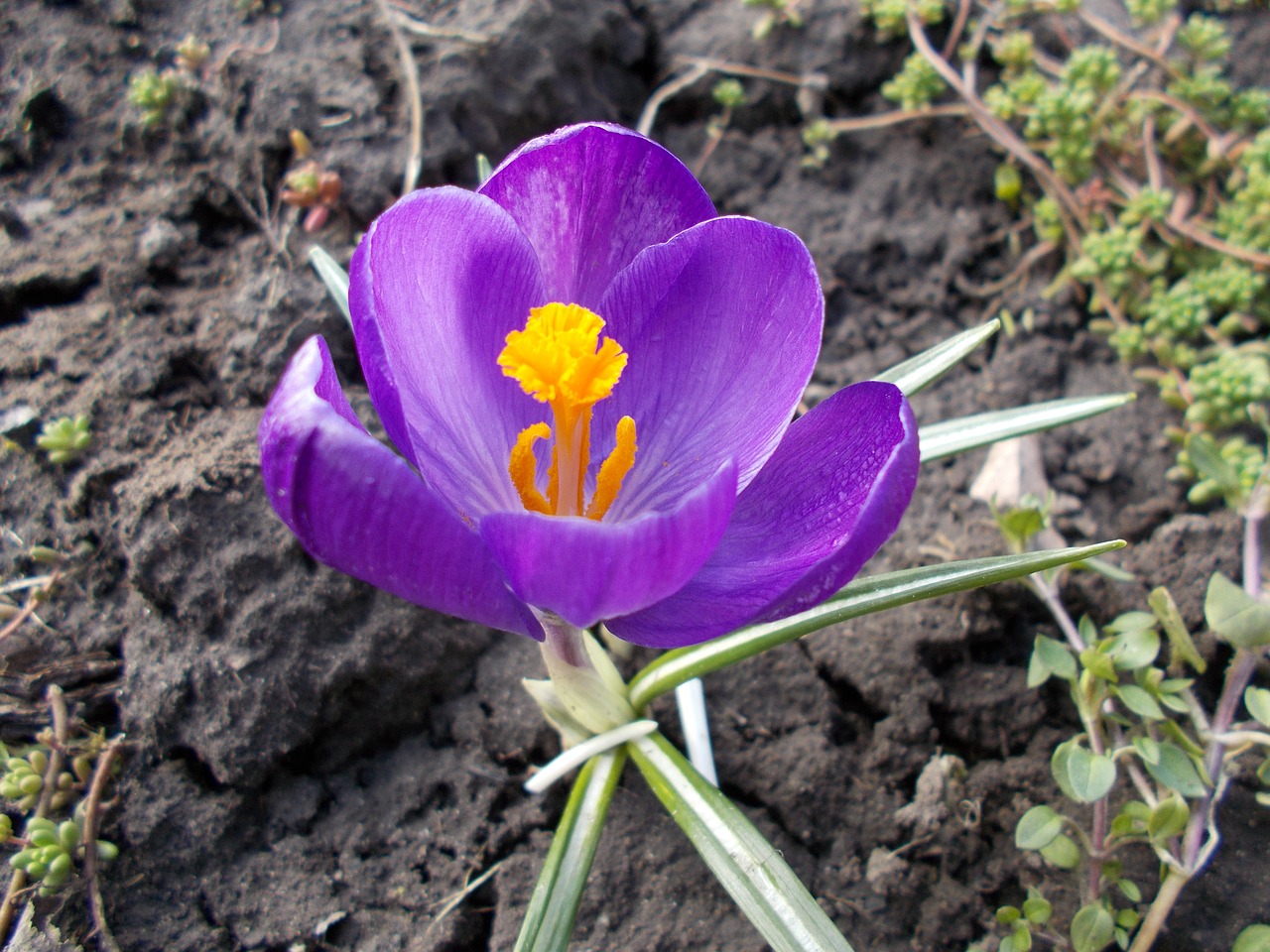 crocus flowers spring free photo