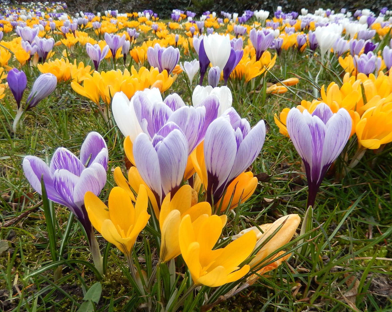 crocus crocus meadow spring free photo