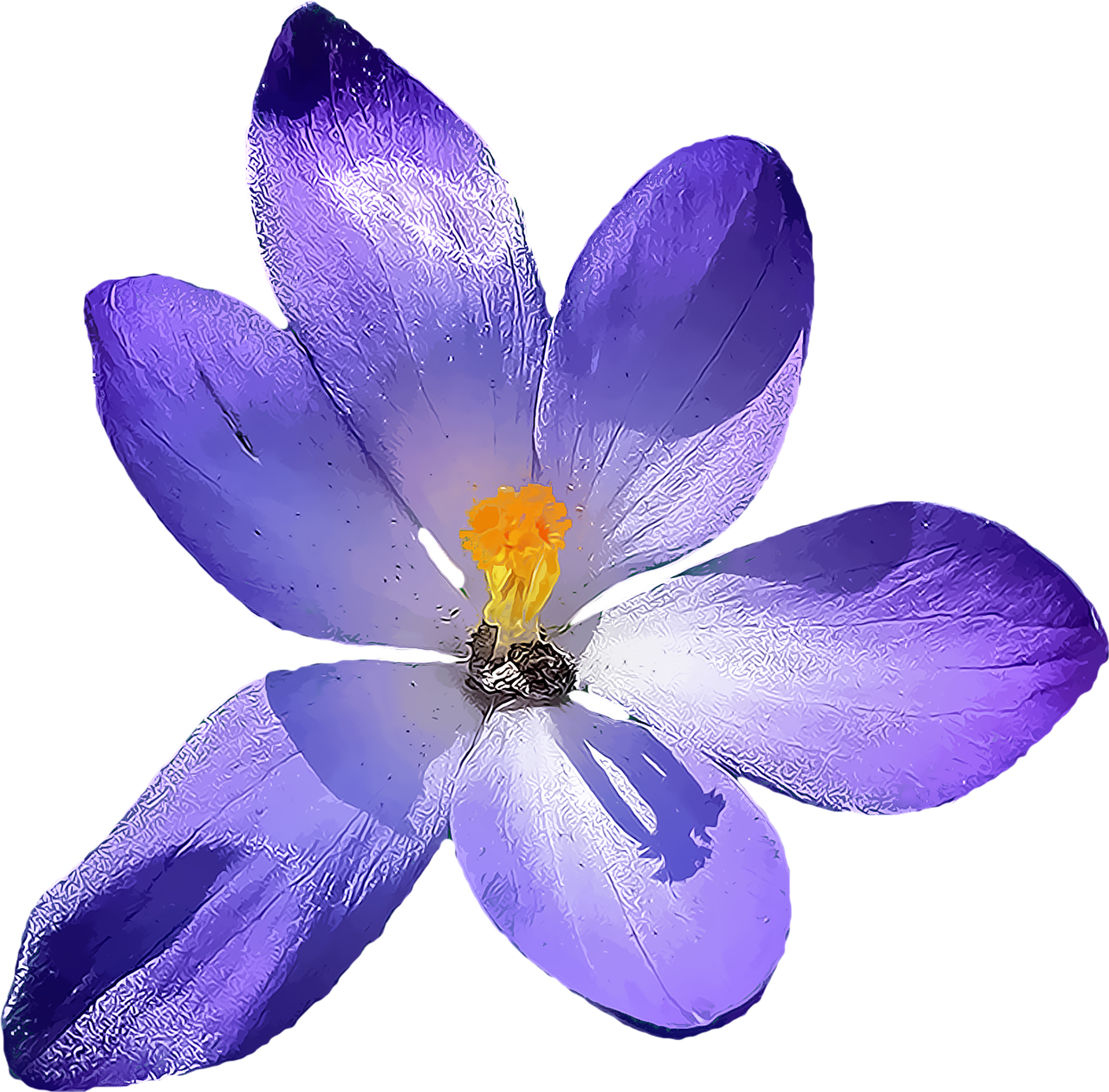 crocus flower png free photo