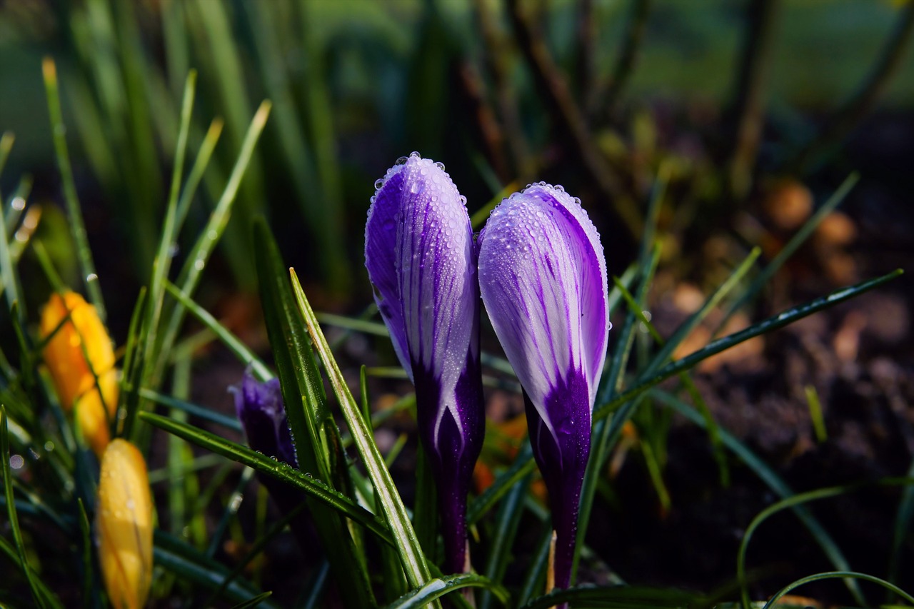 crocus flowers leaves free photo