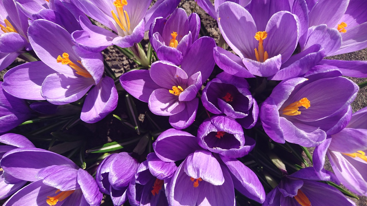 crocus flower spring free photo