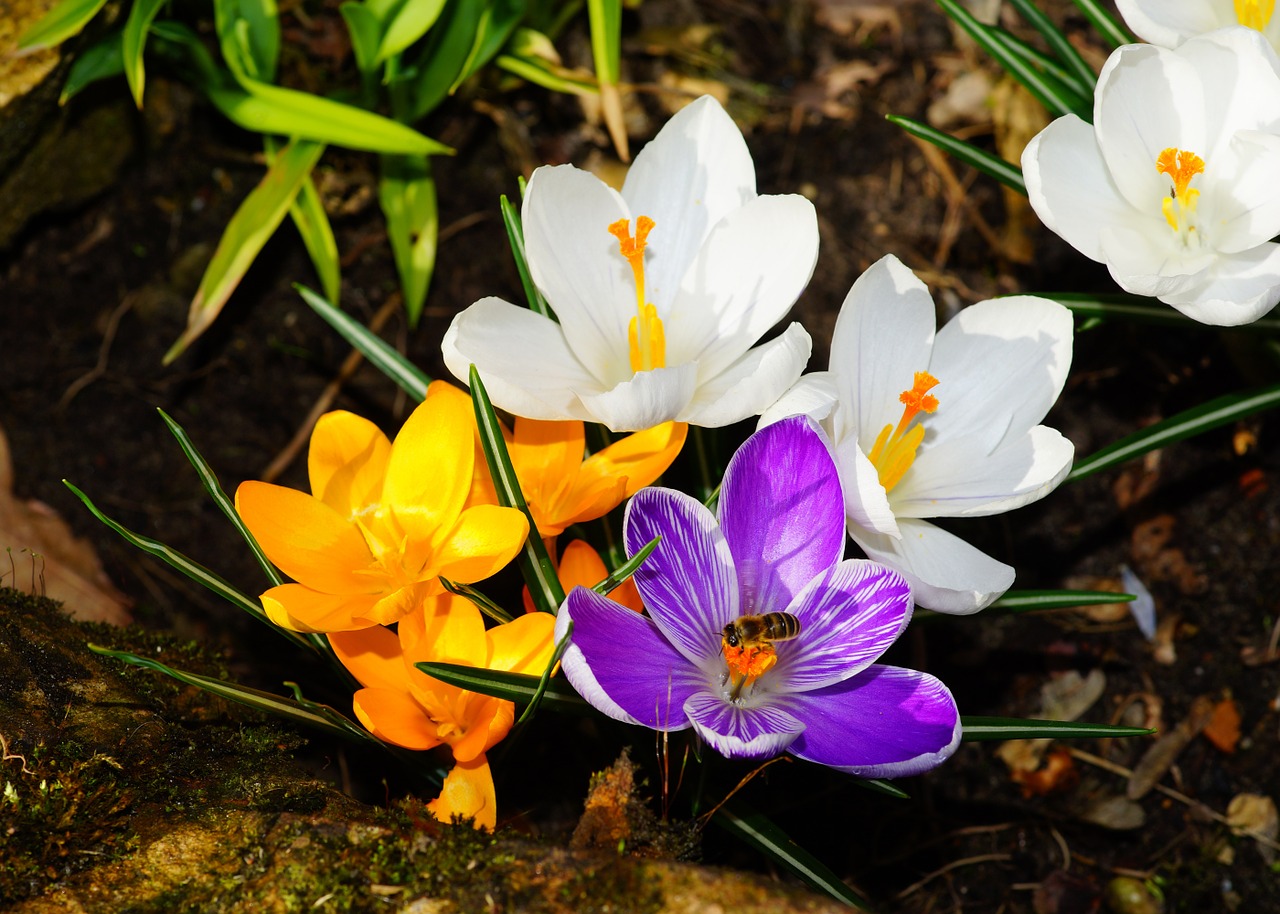 crocus flowers spring free photo