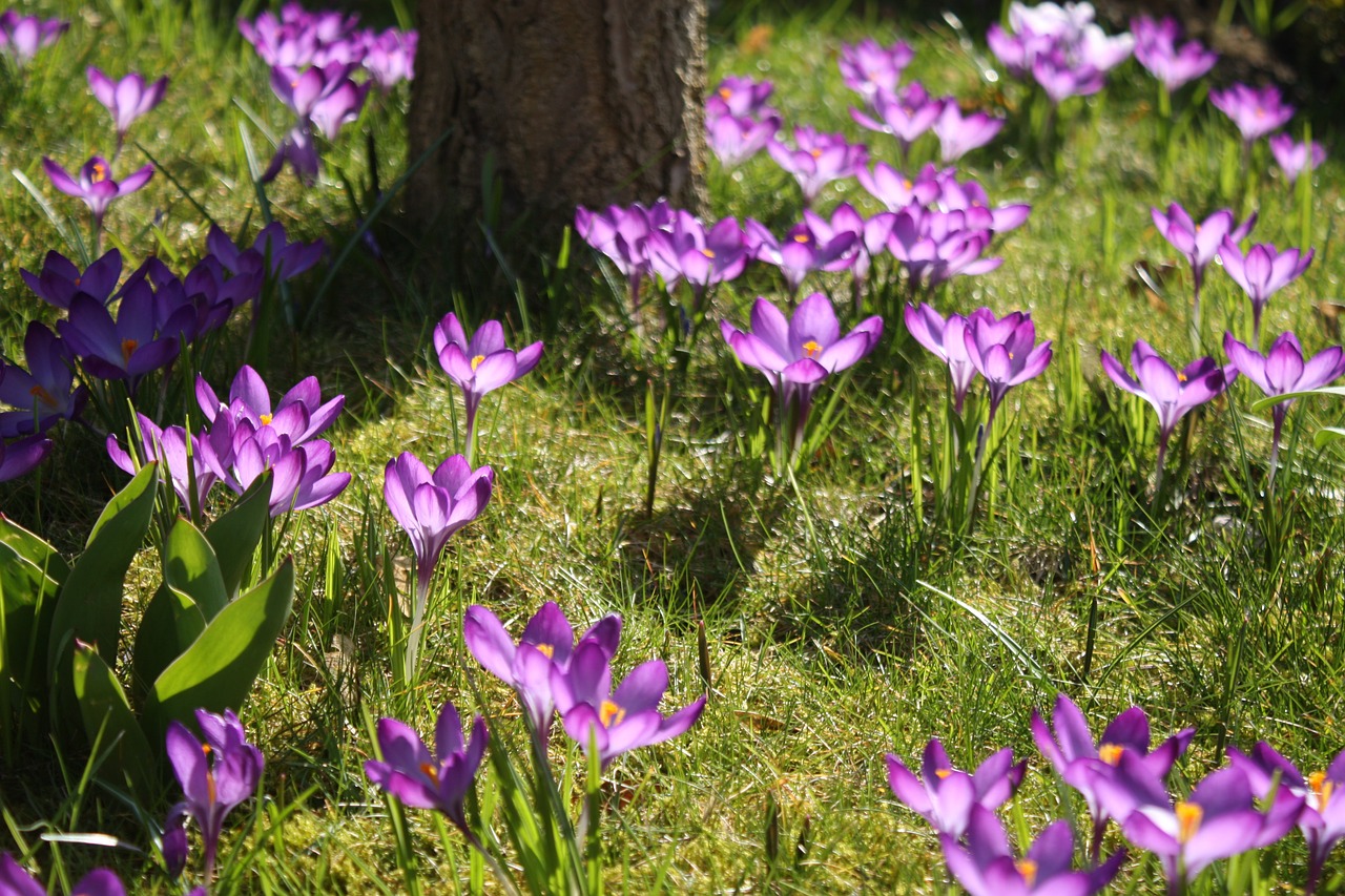 crocus sun spring free photo