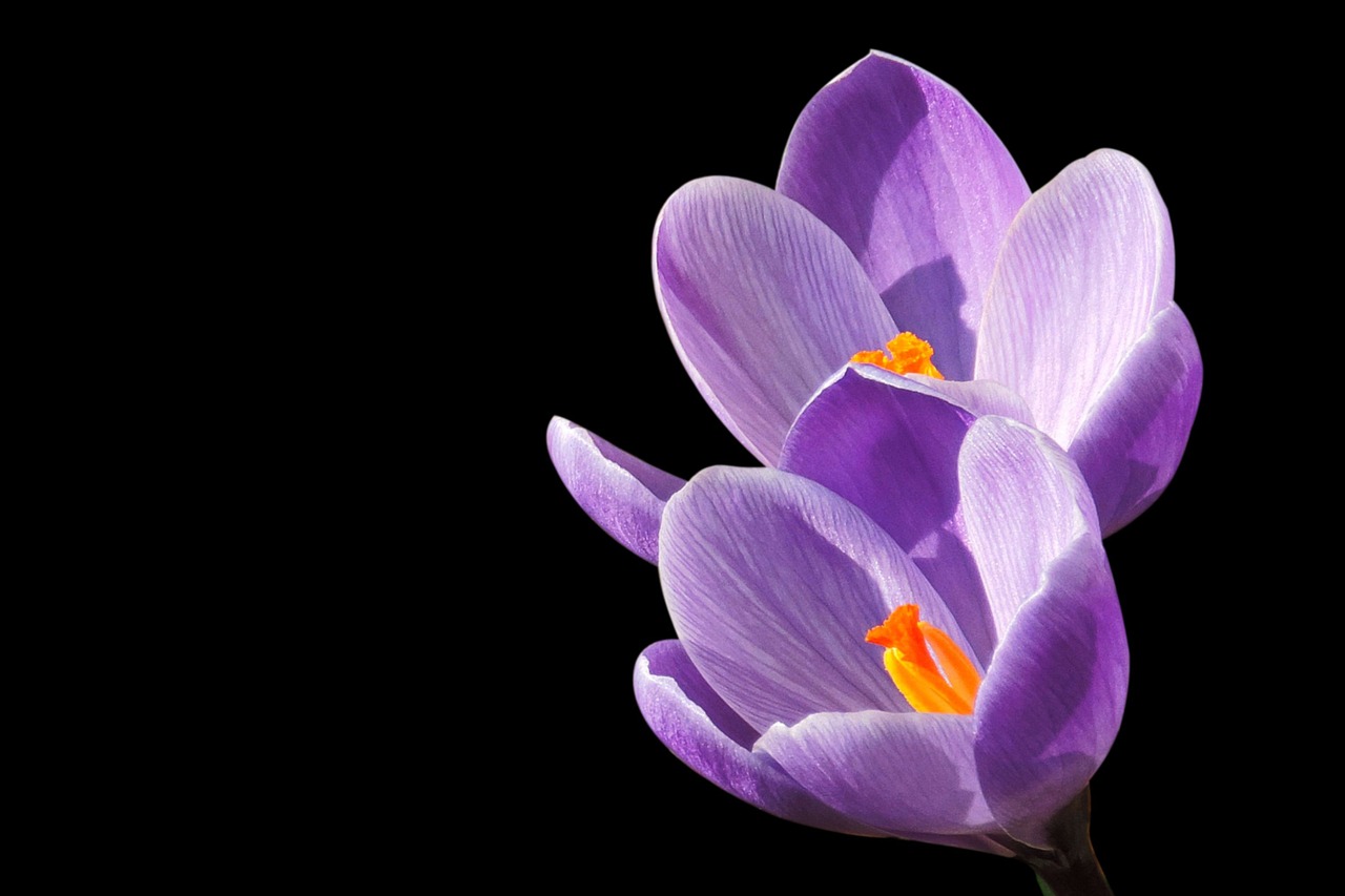 crocus violet blossom free photo