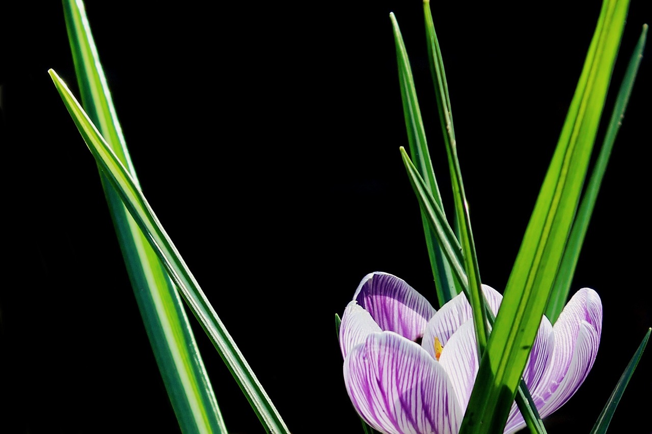 crocus flower blossom free photo