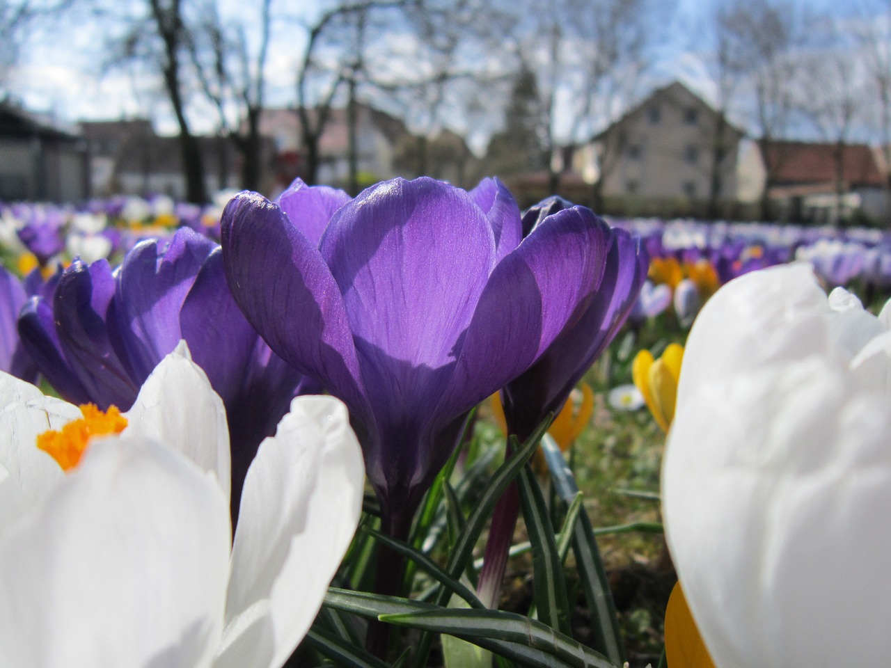 crocus spring frühlingsanfang free photo