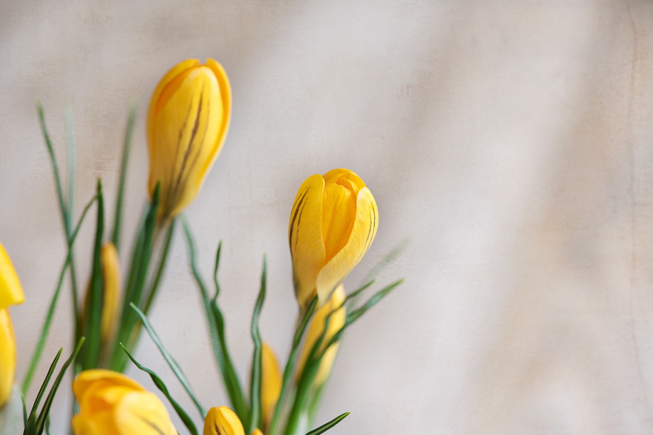 crocus flower flowers free photo