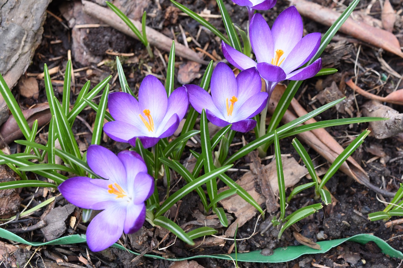 crocus flowers spring free photo