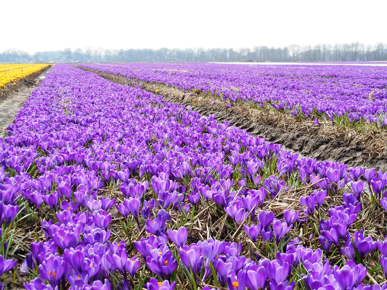 crocus bulbs bulb free photo