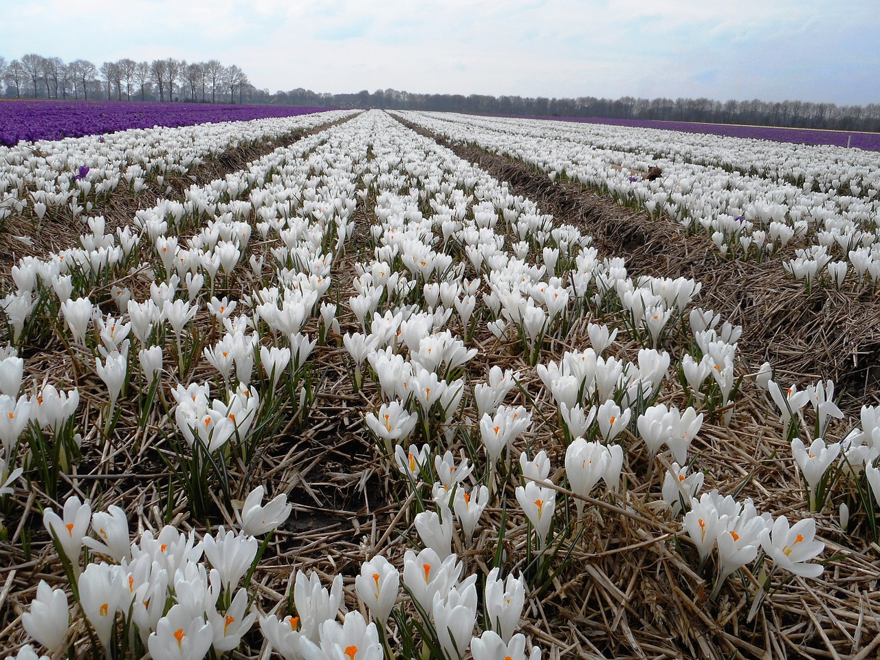 crocus bulbs bulb free photo