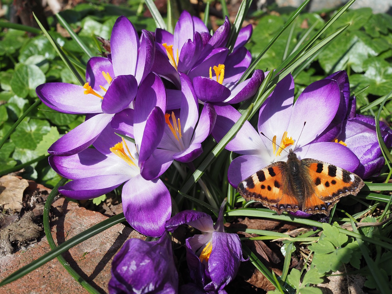 crocus butterfly spring free photo