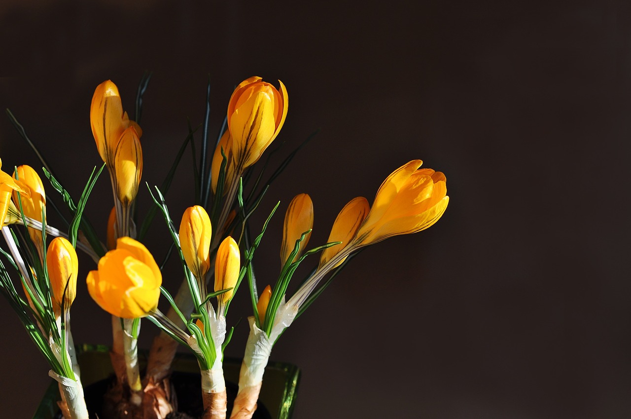 crocus yellow flower free photo