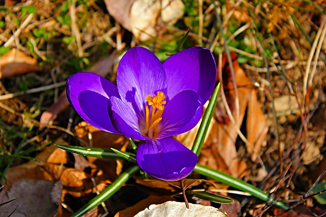 crocus spring early bloomer free photo