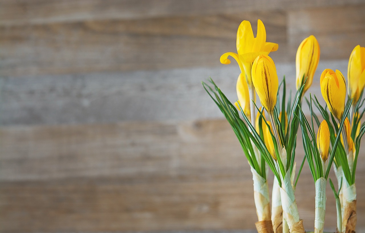 crocus flowers yellow free photo