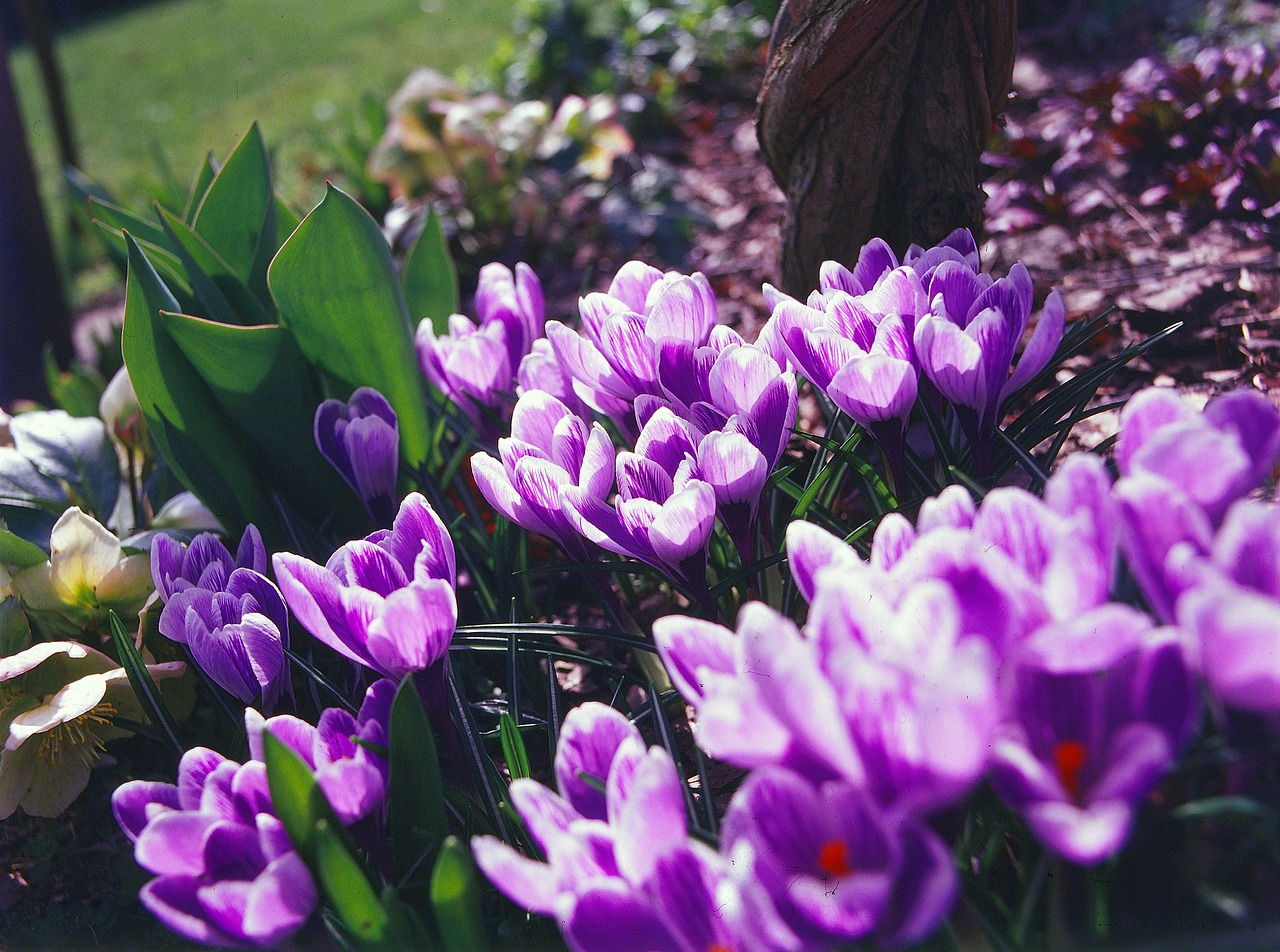 crocus flower spring free photo